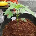 Garlic jam auto