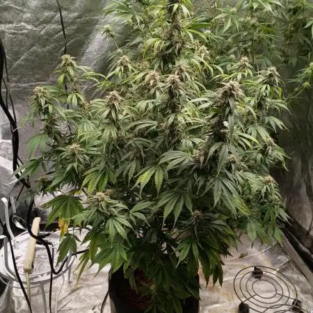 Garlic jam auto