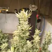 Sticky broccoli
