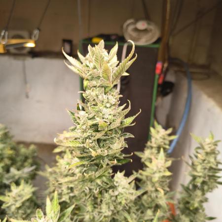 Sticky broccoli