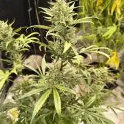 Wedding cake auto