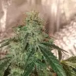 Wedding cake auto