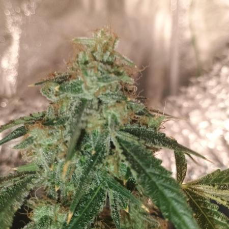 Wedding cake auto