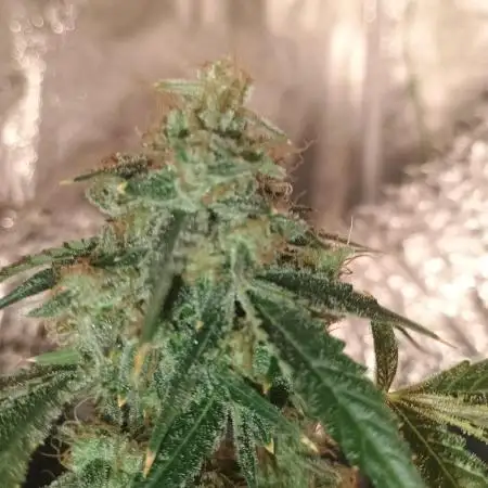 Wedding cake auto
