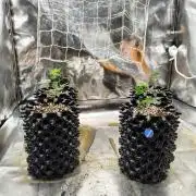 Cap Junky Clones