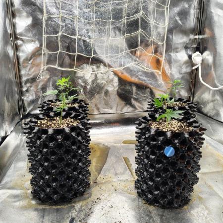Cap Junky Clones