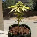 1st Grow