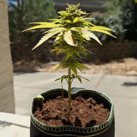 1st Grow
