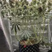 1 Lemon orange VS 1 Purple Lemonade