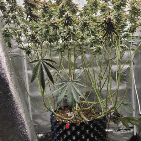 1 Lemon orange VS 1 Purple Lemonade