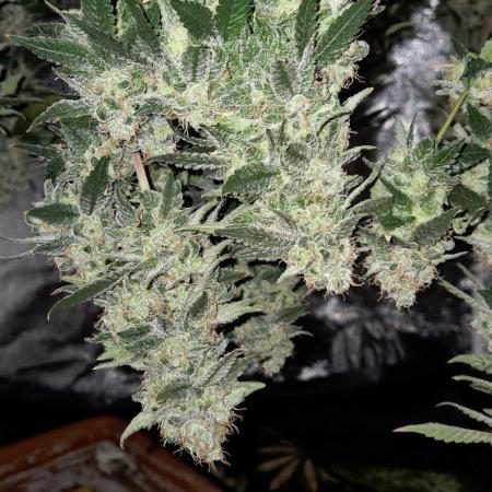 Big Buddha Cheese