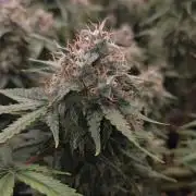 Frozen black cherry