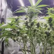 Frozen black cherry