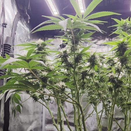 Frozen black cherry