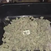 1 Lemon orange VS 1 Purple Lemonade