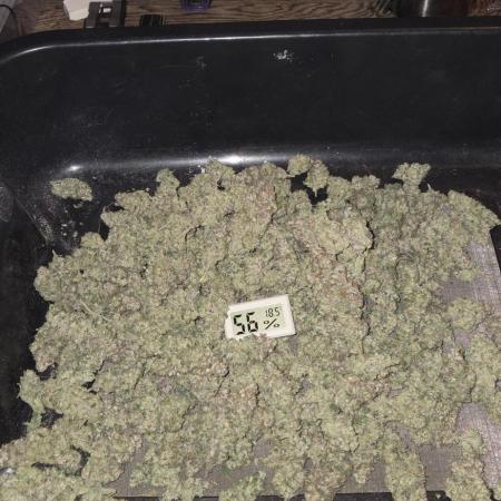 1 Lemon orange VS 1 Purple Lemonade