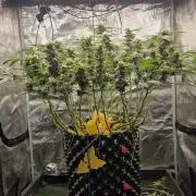 Frozen black cherry