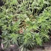 Big Buddha Cheese