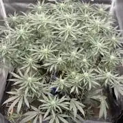 Chocolope
