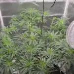 Lemon orange VS Purple Lemonade