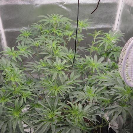 Lemon orange VS Purple Lemonade