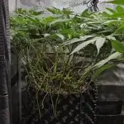Big Buddha Cheese