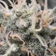 Big Buddha Cheese