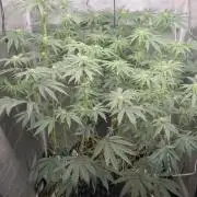 Lemon orange VS Purple Lemonade