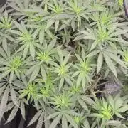 Chocolope