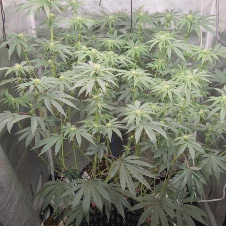 1 Lemon orange VS 1 Purple Lemonade