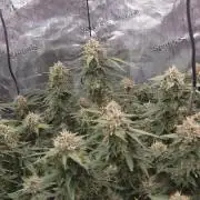 Frozen black cherry