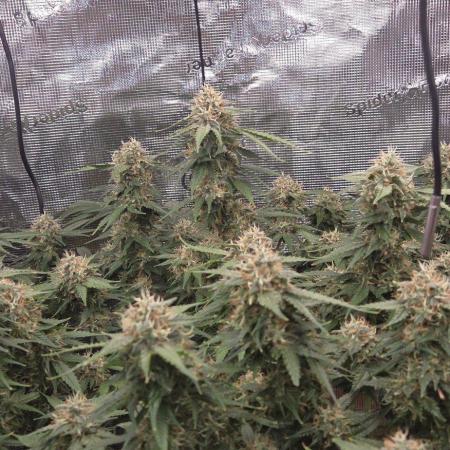 Frozen black cherry