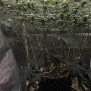 1 Lemon orange VS 1 Purple Lemonade