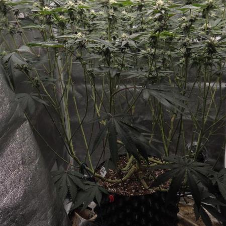 1 Lemon orange VS 1 Purple Lemonade