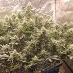 Triple cheese 1 plant (Barney's farm)