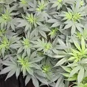 Big Buddha Cheese