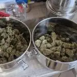 Triple cheese 1 plant (Barney's farm)