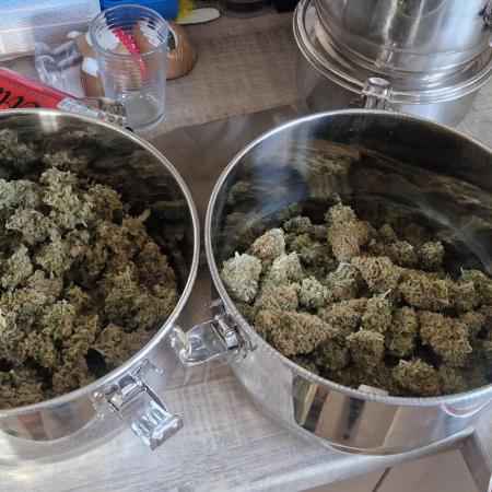 Triple cheese 1 plant (Barney's farm)
