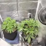 Lemon orange VS Purple Lemonade