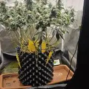 Big Buddha Cheese