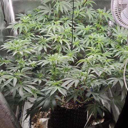 Lemon orange VS Purple Lemonade