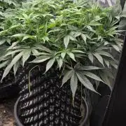 Frozen black cherry