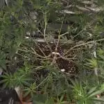 Lemon orange VS Purple Lemonade