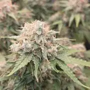 Frozen black cherry