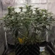 Big Buddha Cheese