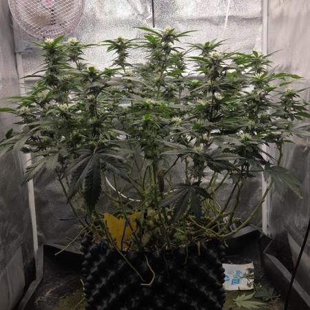 Big Buddha Cheese