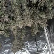 1 Lemon orange VS 1 Purple Lemonade