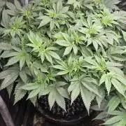 Big Buddha Cheese