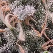 Frozen black cherry