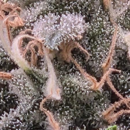 Frozen black cherry